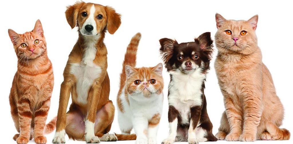 Доска объявлений о животных | ЗооТом - продажа, вязка и услуги для животных в Придонском