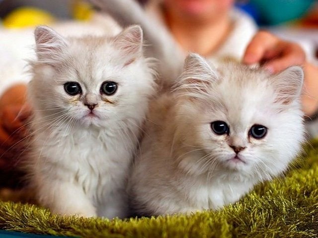 Породы кошек в Придонском | ЗооТом портал о животных