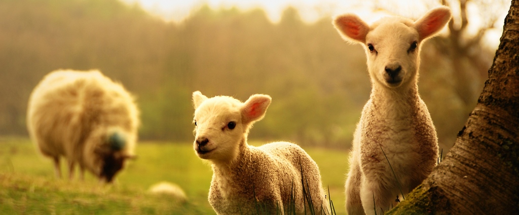 Объявления о сельскохозяйственных животных | ЗооТом - продажа, вязка и услуги для животных в Придонском