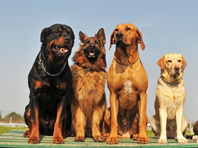 Крупные породы собак в Придонском | ЗооТом портал о животных